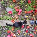 새롬민박 이미지