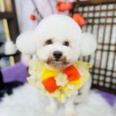 마벨독 | 세종 애견미용 마벨독