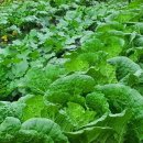 뽑고 또 뽑기 이미지