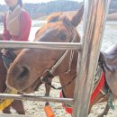 제주여행 | 제주투어패스 타임제로 48시간권 2일차 (더마파크, 서귀포유람선, 쇠소깍산물관광농원​)