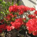 안락2동-4 이미지