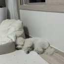 꼬숩당개 이미지