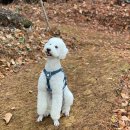(주)남산 | 평창 남산 산림욕장 둘레길 주차 애견동반 후기