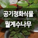 온누리꽃농원 이미지