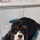 주주펫 살롱 이미지