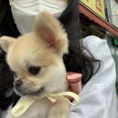 THE반하개 이미지