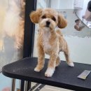 와와리 애견미용 이미지