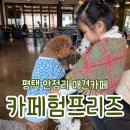 팽성남로 | 평택 대형견호텔 팽성 카페험프리즈 바베큐가능한 애견 복합문화 카페