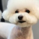 지니펫 애견미용실 이미지