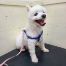 샐리동물병원 이미지