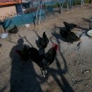 운천축산 이미지