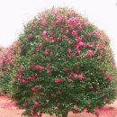 위미 필하우스 이미지