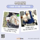 루비아이