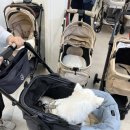 빅펫 | [용인 펫막스]낫쏘빅 아로아3 젠틀베이지 댕카 구매후기