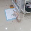 별사랑동물병원 이미지