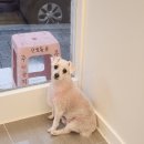 모든애견미용실 이미지