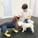 강아지훈련 놀로행동클리닉, 세나개 수의사 설채현교육 추천
