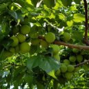 옥영농장 이미지