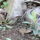 복두꺼비 이미지