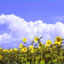 대저생태공원 이미지