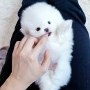 심쿵하개 이미지