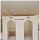 퍼피애견샵 이미지