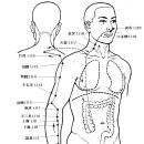 手陽明大腸經 (Large intestine Meridian, LI) 이미지