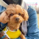 댕댕이 주전부리 이미지