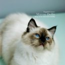 마론도리스(Marondollis) 이미지