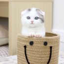 리얼펫강아지고양이분양