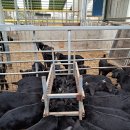 향림동산(흑염소농장) 이미지