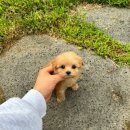 데일리독인천강아지분양