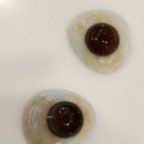 ㈜엔터식스패션쇼핑몰안양점 | 안양역 오렌즈 엔터식스 안양점 방문 후기｜레인블랙 레인모카 비교