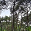 화악산 소나무 리조트(약수집) | 백점짜리 계곡이 바로 앞에 화천펜션 캠핑장 화악산소나무리조트