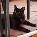 24시센트럴동물메디컬센터 이미지