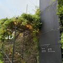 노란장미 | 대구 목향장미 명소 큐바이쿼트 개화 상황! 남구 대명동 카페 노란장미 폭포 실물 후기
