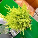 이동꽃마을 이미지