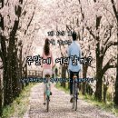 진월면 무료대여소 | 전남 벚꽃 자전거길 어디갈까 담양 관방제림, 광양섬진강, 목포영산강 추천 코스