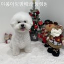 야옹아 멍멍해봐 탕정점 | [천안/분양샵] 야옹아멍멍해봐 탕정점 첫 만남부터 마음을 빼앗긴 순간