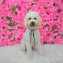 뽀송하개 | 포비 위생미용 후기｜인천 애견미용실 ‘뽀송하개’ 친절하고 만족스러운 곳 (내돈내산)