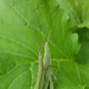 왕벌농장 이미지