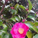 남원읍-53 이미지