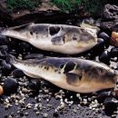 명가복어 이미지