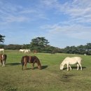 제주특별자치도 축산생명연구원 이미지