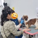 대구애견 이미지