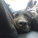 파트라슈 애견 펜션 이미지