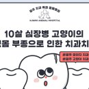 미소동물치과병원 이미지