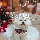 가람애견전문미용실 | 첨단 애견미용실 💕 댕글댕글 💕 완전 왕 만족한 목욕 후기