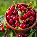 체리 이미지