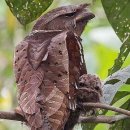 큰개구리입쏙독새(Large frogmouth) 이미지